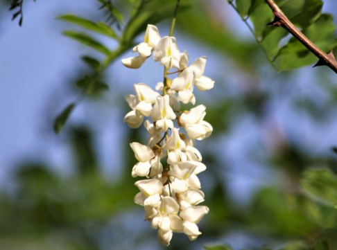 吃槐花它的柄和花蕾要摘掉吗1