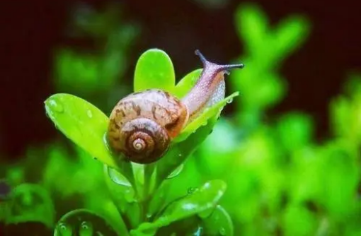 雨后出现的蜗牛是什么品种1