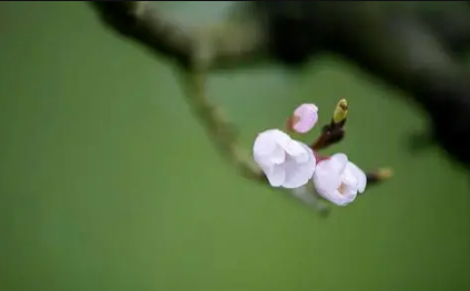 生肖是以立春开始还是春节开始2