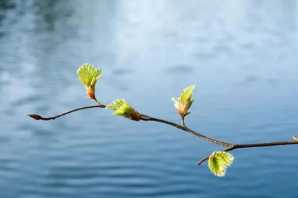 生肖是以立春开始还是春节开始3