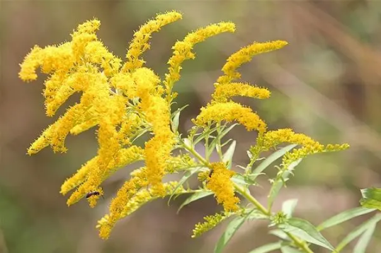 加拿大一枝黄花是黄莺吗3