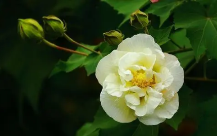 芙蓉花花期可以施肥吗 2