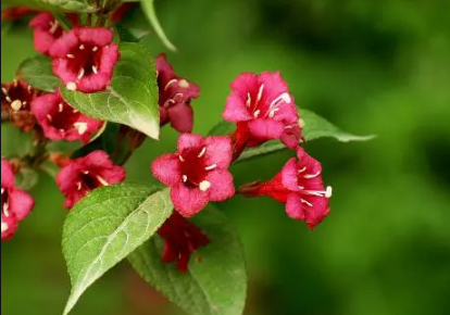 锦带花一年开几次花 3