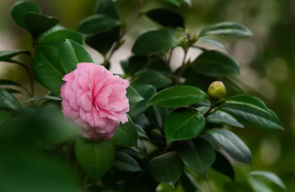 茶花叶子尖发黄干枯是怎样引起的2