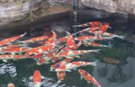 锦鲤水温多少度可以喂食3