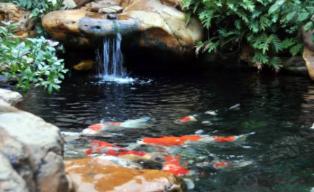 锦鲤水温多少度可以喂食4