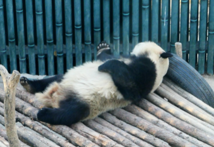 成都熊猫基地冬季几点去好2