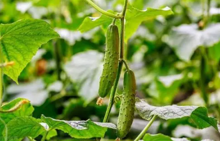 冬季温室蔬菜如何换茬2