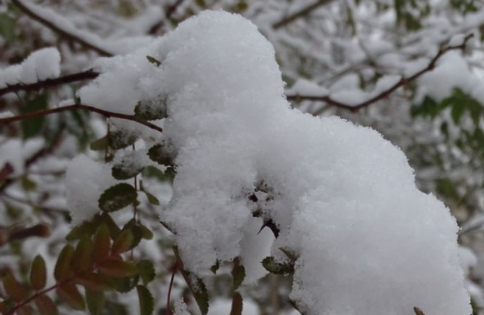 全国现在有哪些地方下雪了11月3