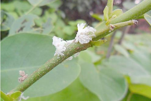 花盆里有密密麻麻小白虫怎么办？这些清除办法一定要知道1