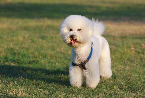 比熊犬价格怎么样？这里给你总结好了1