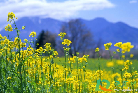 2021年清明节去婺源还有油菜花吗1