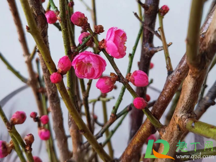 干花枝泡多久会开花