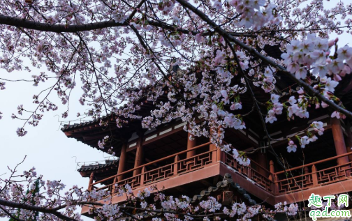 西安青龙寺樱花现在开了吗 西安青龙寺樱花开放时间1