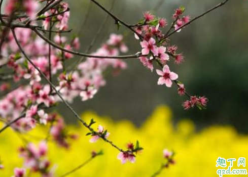 桃花拍照怎样才好看 桃花拍照适合什么衣服1