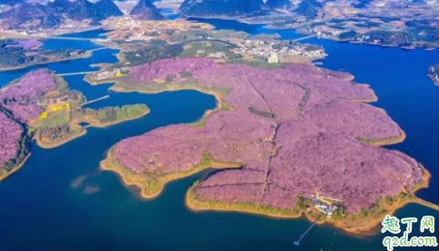 平坝樱花园在哪里 安顺平坝樱花园怎么去1