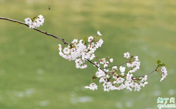 今年清明节加班有三倍工资吗 2020年清明节哪天是三倍工资1