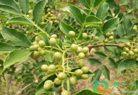 花椒树怎样修剪多挂果1