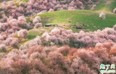 伊犁杏花什么时候开花 伊犁杏花沟旅行攻略1