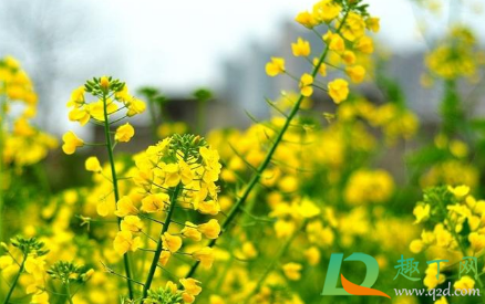 2021油菜花什么时候开花2