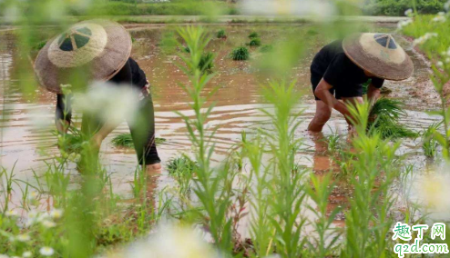 为什么芒种的节气都定在每年的6月6号3