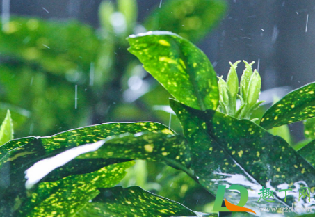 春分是晴天好还是雨天好2