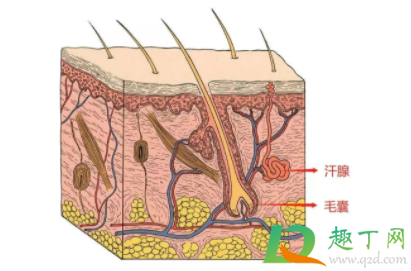 汗毛长不出来圈在里面怎么办2