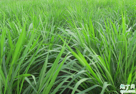 黑麦草几月播种 黑麦草怎么种植成活率高1