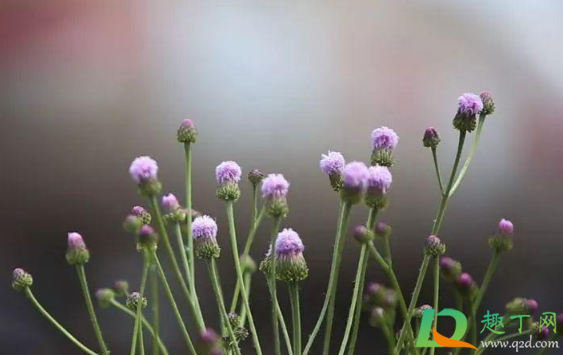 清明节上坟先烧纸还是先添土3