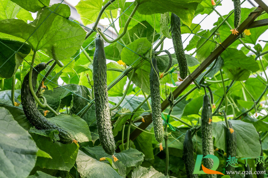 给黄瓜施肥能直接施在根部吗1