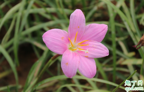 韭菜莲7月份能种植吗 韭菜莲为什么烂根不长3