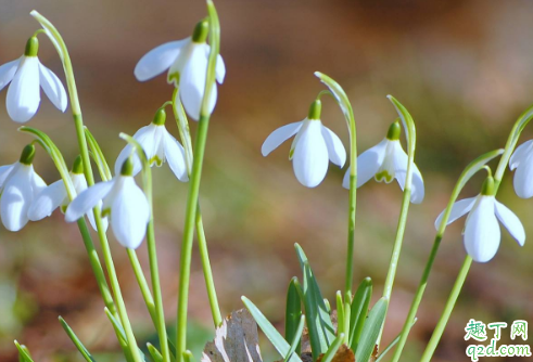 雪花莲老烂根是怎么回事 雪花莲烂根后怎么救活1