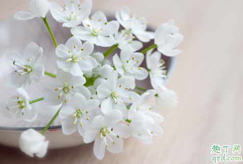 胃不好的人可以吃韭菜花吗 韭菜花和什么一起吃相克3