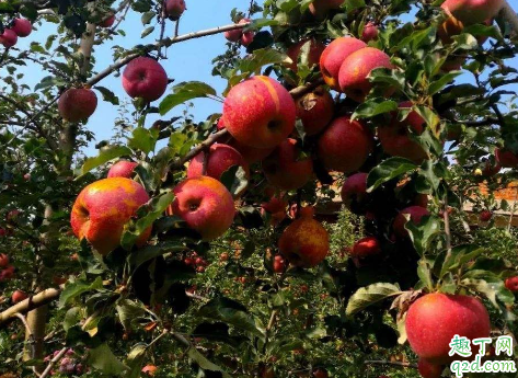 生苹果和熟苹果哪个减肥 生苹果和熟苹果哪个减肥3