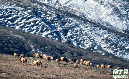 祁连山几月份去玩最好 祁连山几月份有雪5