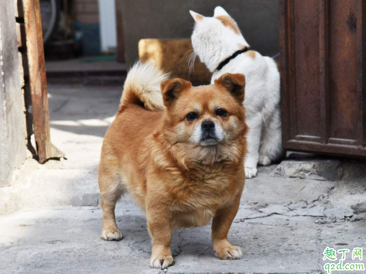 狗能吃猫粮罐头吗 狗吃罐头后不吃狗粮怎么办2