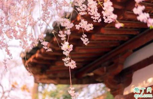 西安青龙寺樱花现在开了吗 西安青龙寺樱花开放时间2