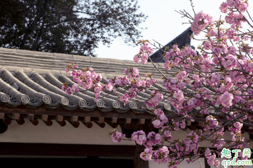 西安青龙寺樱花现在开了吗 西安青龙寺樱花开放时间4