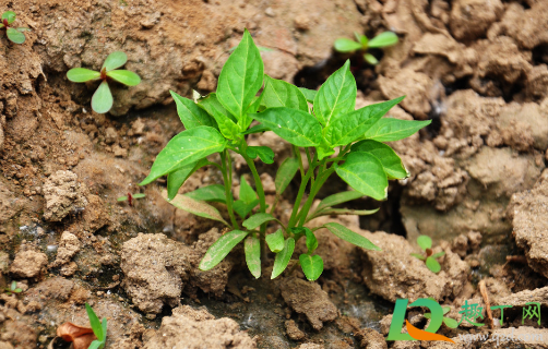 辣椒光长高不开花结果是咋回事1