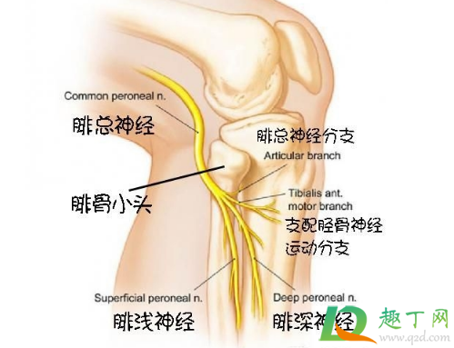 筋膜枪不能按摩哪里5