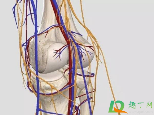 筋膜枪不能按摩哪里6