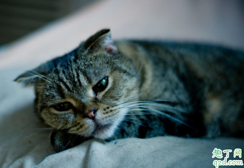 深圳立法禁食猫狗是真的吗 该不该立法禁食猫狗肉5