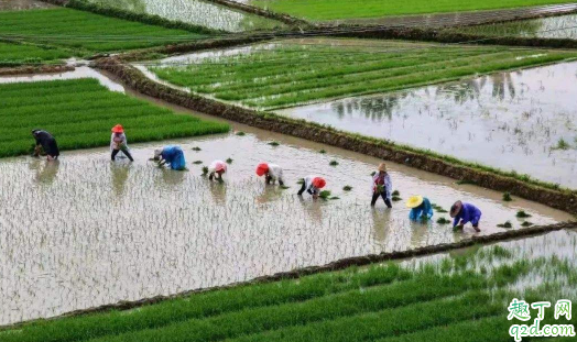 谷雨每年都是4月20日吗 每年的谷雨是同一天吗5