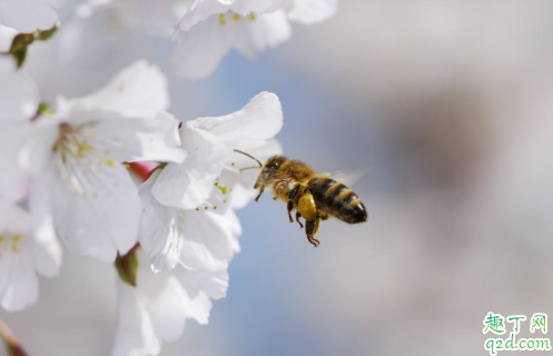 蜜蜂蛰了眼睛肿了可以热敷吗 蜜蜂蛰了眼睛怎么消肿止痒4