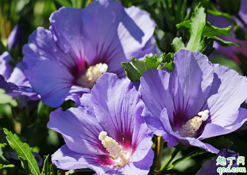 芙蓉花为什么开花会蔫 芙蓉花花蔫怎么补救1