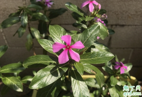 长春花可以在家中种植吗 长春花播种发芽后能晒太阳吗1