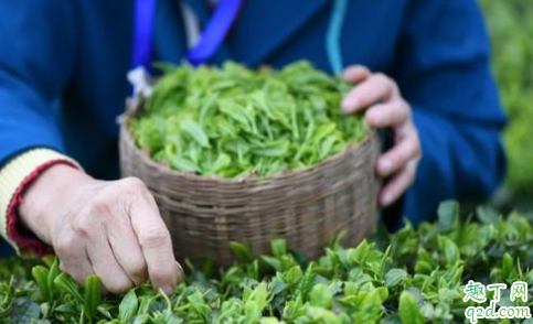 夏天应该喝红茶还是绿茶 夏天喝绿茶会不会上火5