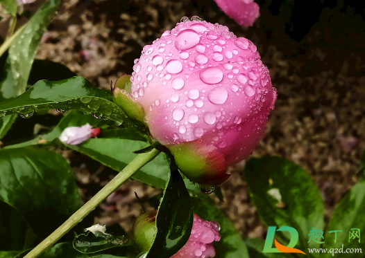 芍药水养要多水还是少水1