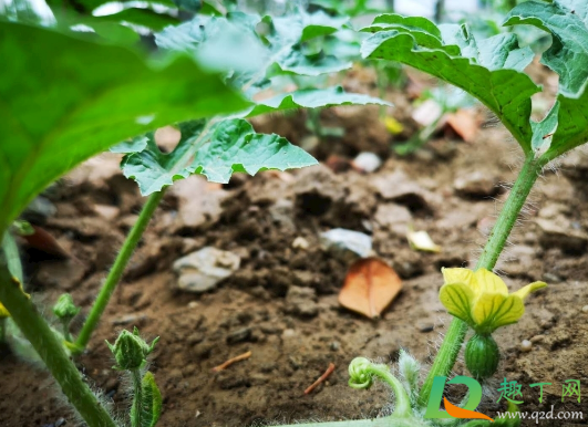 种植西瓜采取哪些措施可以实现重茬种植1