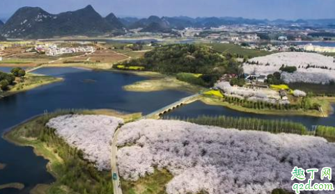 平坝樱花园在哪里 安顺平坝樱花园怎么去2